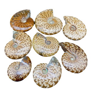 天然海洋古生物化石玉化螺风神叶菊石科普教学标本礼品把玩摆件