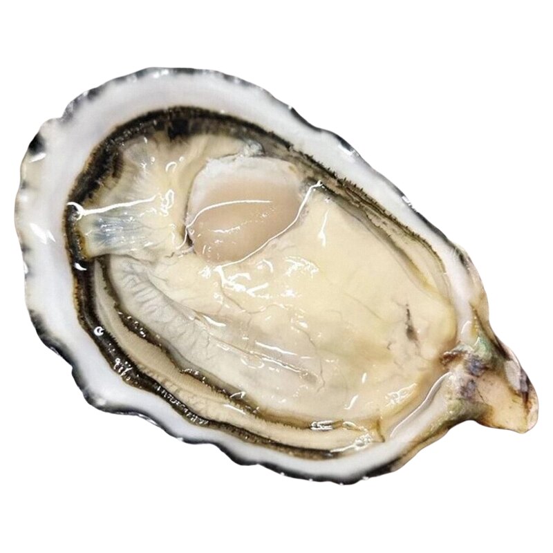 乳山生蚝鲜活特大牡蛎带壳海蛎子新鲜山东海鲜水产整箱5斤顺丰