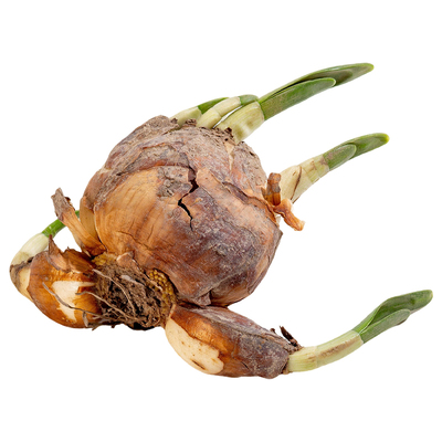 漳州水仙花种球单瓣水培特大