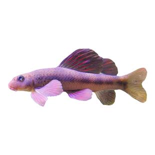 原生好养耐活棒花鱼似鮈鱼清洁除藻翻砂工具鱼冷水观赏鱼淡水鱼苗