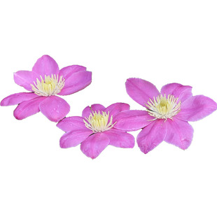 幸福新款园艺家大道阿莱娜大花藤本皇铁线莲P9小苗15加中苗包对版