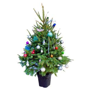 云杉圣诞树真树盆栽活的挪威云杉松树苗圣诞节诺贝松冬季耐寒植物