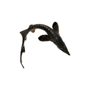 鲟龙鱼苗淡水鱼塘鱼缸养殖中华观赏鱼活体尖嘴鲟大型冷水鱼鲟鱼苗