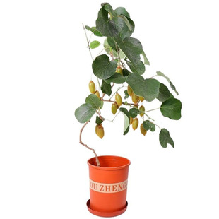 森农果玫瑰香龙城二号软枣猕猴桃树苗自花授粉果苗盆栽软枣子