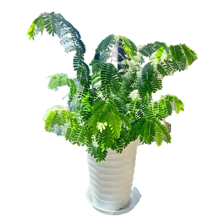 含羞草种孑害羞草种子小盆栽花种籽子四季播种室内易活花卉绿植物