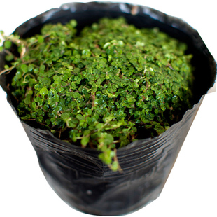 吸水石上水石盆景假山珍珠草 植物金钱麻陆地生小草绿植攀爬喜水