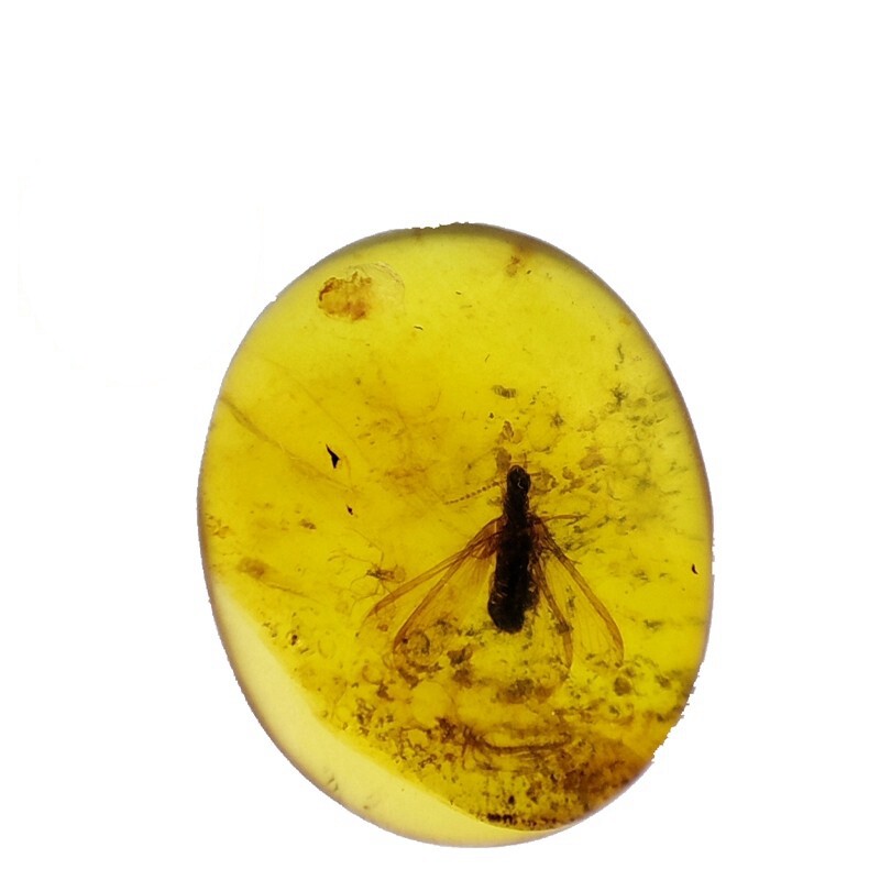 天然缅甸白垩纪琥珀虫珀植物珀蜜蜡水胆昆虫化石地质科普教学标本