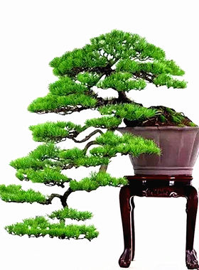 真柏黑松树四季花籽室内观赏种子