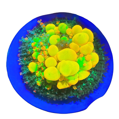 荧光绿草皮皮革菇美国OG珊瑚活体