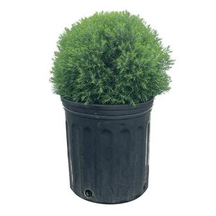 虹越南洋杉树盆栽蓝色波尔瓦阳台室内ins风网红盆景办公桌面装饰