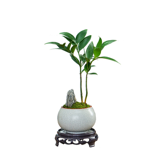 竹柏小盆景中式创意竹子盆栽办公室书房茶台室内耐阴好养桌面植物