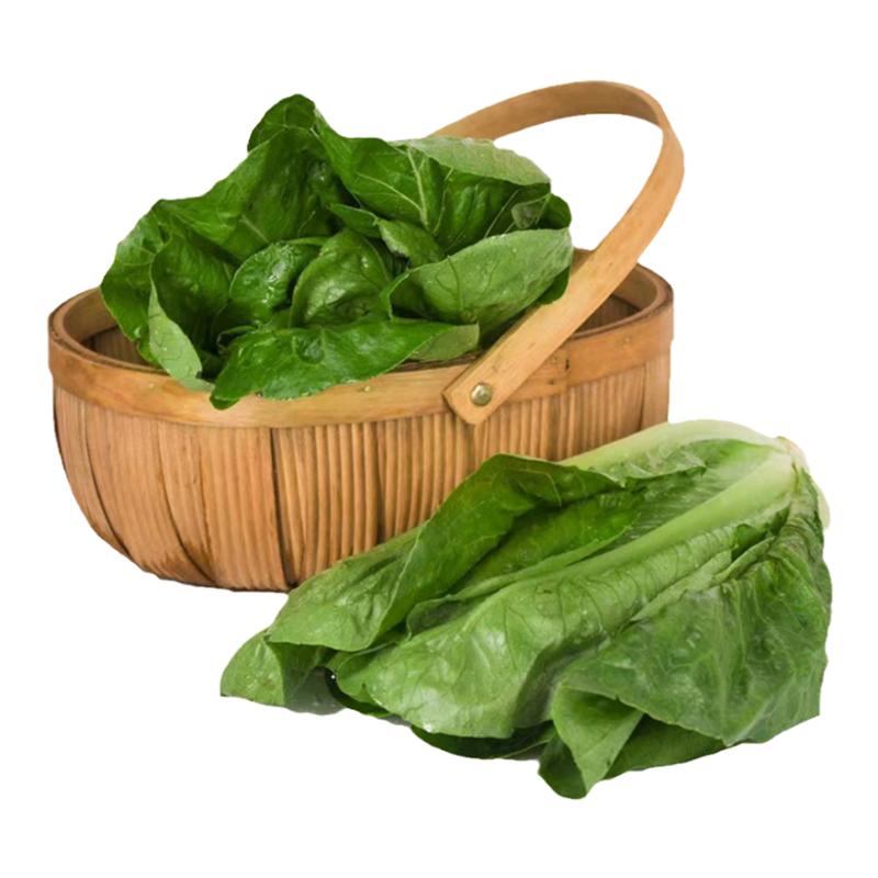 罗马生菜新鲜罗纹凯撒生菜蔬菜西餐轻食沙拉蔬菜食材配菜500g