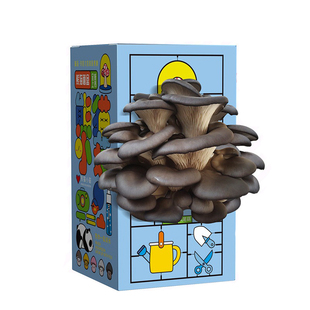 儿童种植小盆栽蘑菇盒子养殖盒学生观察绿植盲盒幼儿园科学材料