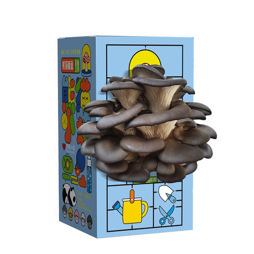 儿童种植小盆栽蘑菇盒子养殖盒学生观察绿植盲盒幼儿园科学材料