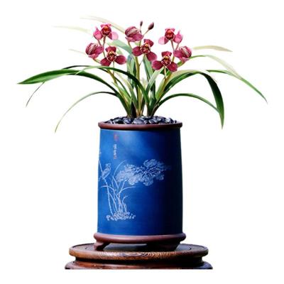 翁源兰花四季建兰丹宫玉荷正品香