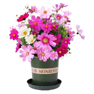 野花组合种子四季开花花籽向日葵太阳花庭院室外花种籽除虫菊格桑