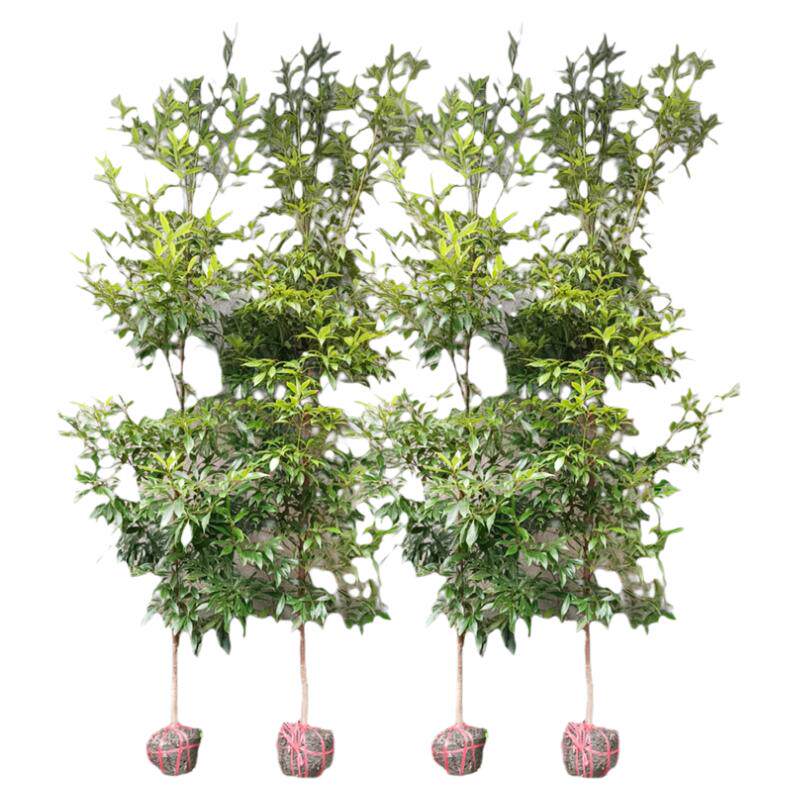 【该产品100%正宗】金丝楠木树苗