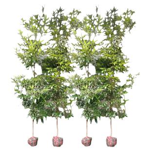 正宗名贵四川金丝楠木树苗小叶南木兰木南方种植大树盆栽庭院常青