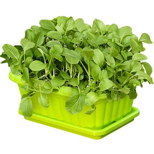 四季蔬菜种子籽孑播种植阳台青菜萝卜小葱香韭菜生菜甘蓝辣椒大全