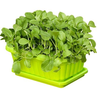 茄子苦瓜秋葵屋顶阳台种蔬菜苗