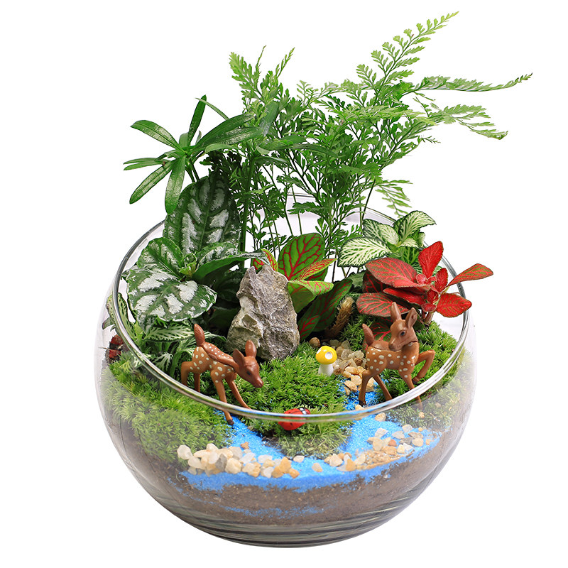 15cm切口手工微景观DIY材料包玻璃瓶植物苔藓DIY材料礼品活动套餐