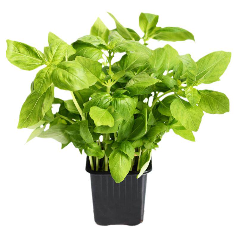 九层塔种子紫罗勒种籽阳台四季盆栽香草田园可食用金不换蔬菜种孑