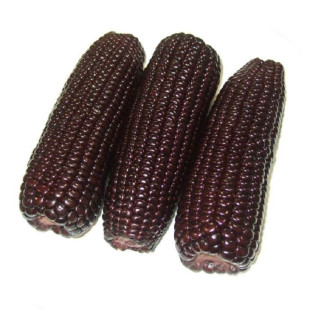 黑甜糯631黑糯玉米种子紫水果玉米种籽四季春种孑甜糯米种禾之元