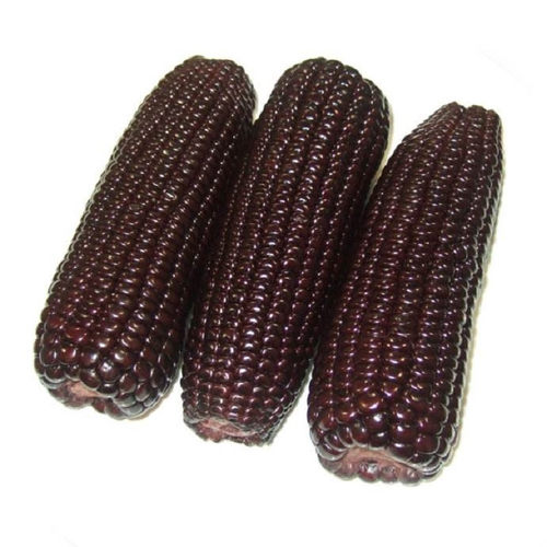 黑甜糯631黑糯玉米种子紫水果玉米种籽四季春种孑甜糯米种禾之元