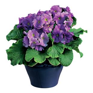 18元包邮 报春花种子混色 阳台庭院花卉种子盆栽植物园艺樱草籽