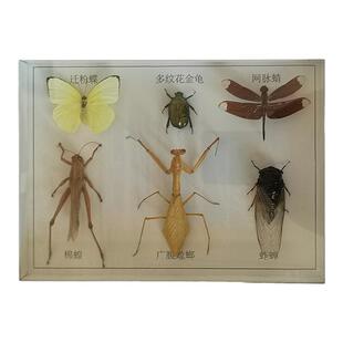 昆虫蝴蝶标本装饰画 甲虫相框工艺品 昆虫标本礼物蜻蜓豆娘