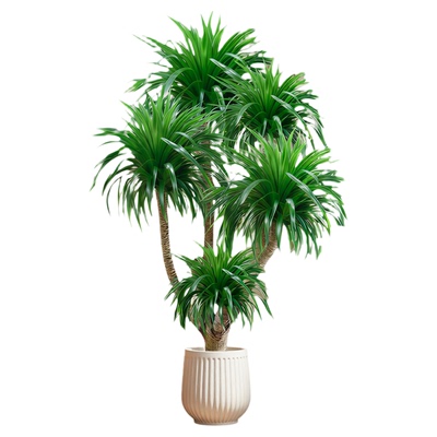 龙血树客厅绿植好养大盆栽老桩高级感龙须树室内轻奢大型植物落地