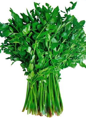 野生水芹菜种子野菜山芹实芹种籽春秋四季阳台盆栽马家沟蔬菜种孑