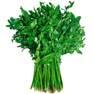 野生水芹菜种子野菜山芹实芹种籽春秋四季阳台盆栽马家沟蔬菜种孑