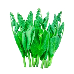 豌豆种子大全水培豌豆尖种专吃豌豆苗芽苗菜籽种无土栽培蔬菜种孑