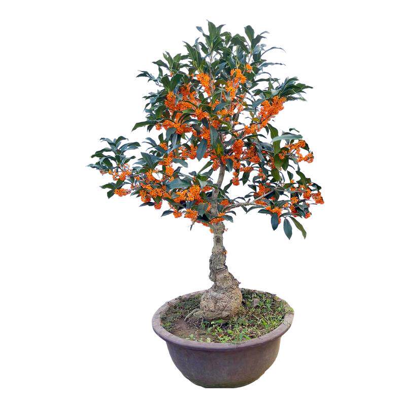 四季花开桂花盆景香味浓郁好养