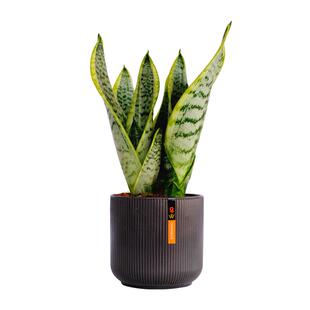 金边虎皮兰盆栽植物白玉虎皮兰稀有品种水培绿植室内好养吸甲醛