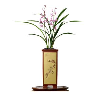 翁源高端墨兰秋榜胭脂红带花浓香四季建兰花苗市长红好养室内盆栽