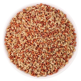 高粱小麦子混合喂鸽子喂鸡鹌鹑渣糁红高梁营养鸽粮食保健砂观赏鸽