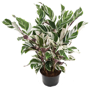 花与花器 白油画竹芋 荷兰进口 ins北欧风室内观叶绿植物花卉盆栽