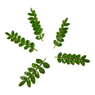 新鲜西餐摆盘装饰叶子点缀蛋糕烘培甜品冰粉三色堇薄荷清香木花草