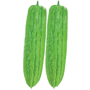 大肉苦瓜种子四季播长绿苦瓜籽阳台家庭盆栽抗病瓜果蔬菜种子高产