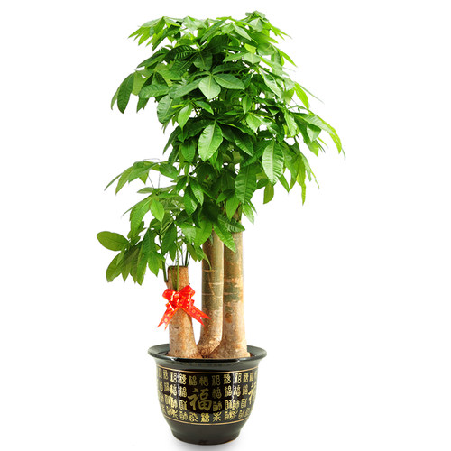 母亲节长寿花开花植物绿植盆栽小型花卉桌面北京包邮净化空气观花