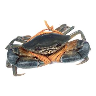 三门青蟹鲜活特大超大红膏蟹蝤蠓肉蟹红鲟海鲜水产大螃蟹活蟹顺丰