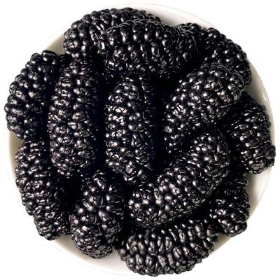 新疆黑桑葚干官方旗舰店正品