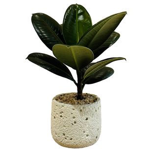 黑金刚橡皮树盆栽客厅办公室桌面绿植耐旱四季北欧风好养小型植物