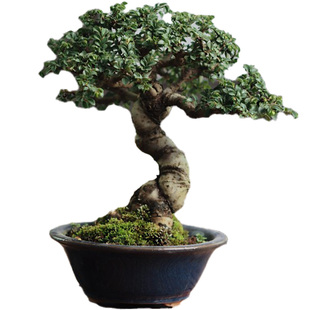 小叶榆树盆景老桩矮霸盆栽榔榆造型芝麻榆郎榆绿植茶台室内摆放