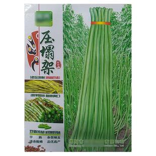 压塌架10g长豆角豇豆带豆春夏秋蔬菜种子孑籽脆泡酸菜盆栽阳台庭