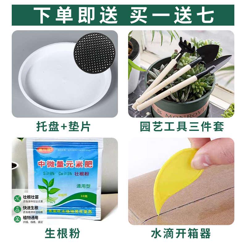 大花盆陶瓷高筒特大号金钱树阳台室内发财树虎皮兰盆栽盆兰花花盆