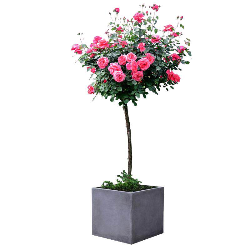 棒棒糖树桩月季花苗玫瑰庭院花卉