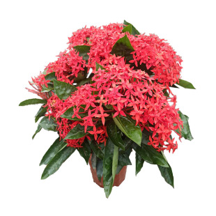 龙船花盆栽仙丹花百日红植物阳台庭院花卉